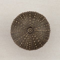 Sea Urchin Knob 1-1/2 inch Diameter Antique Brass Sea Urchin Knob 1-1/2 inch Diameter Antique Brass