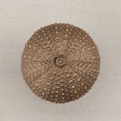 Sea Urchin Knob 1-1/2 inch Diameter Museum Gold Sea Urchin Knob 1-1/2 inch Diameter Museum Gold