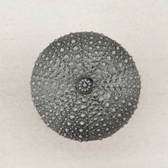 Sea Urchin Knob 1-1/2 inch Diameter Antique Pewter Sea Urchin Knob 1-1/2 inch Diameter Antique Pewter